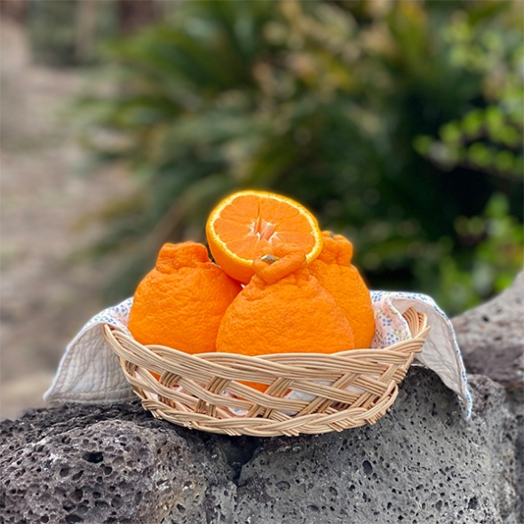 [신한카드 할인] 프리미엄 고당도 한라봉(푸)