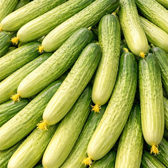 [보름데이] 백다다기 오이(푸)