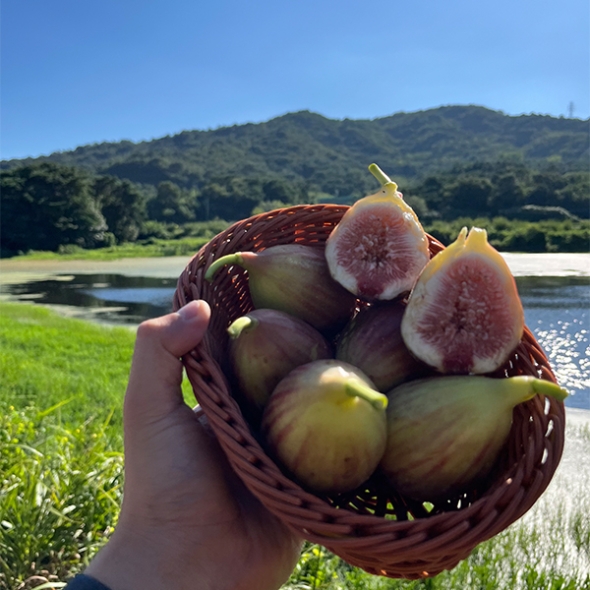 부드럽고 달콤한맛이 일품인 홍무화과