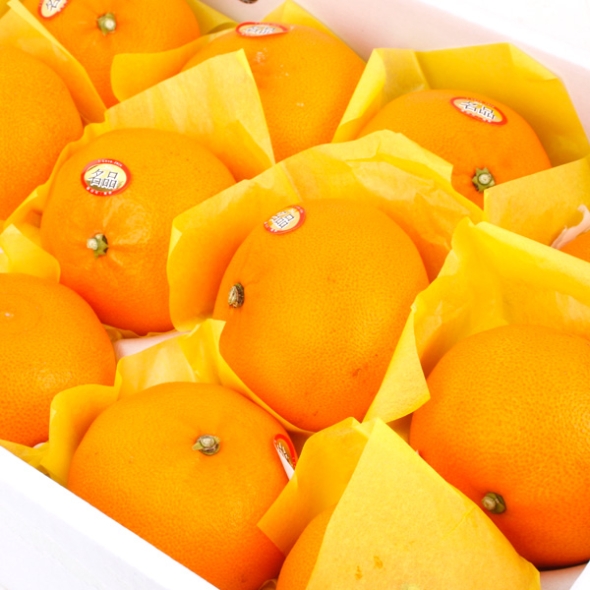 [농협공판장] 당도선별 정성드린 제주만감 2종묶음세트(천혜향+레드향 각3kg 13과내)