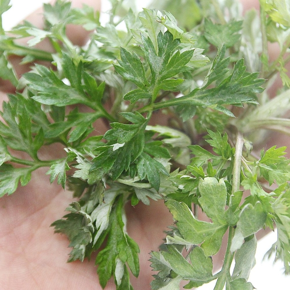 여수 거금도 해풍맞은 해풍쑥 생쑥 봄나물 1kg 500g