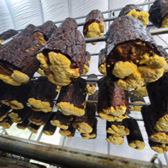 [형지] 국산100% 참나무에서 자란 황금빛 상황버섯 150g