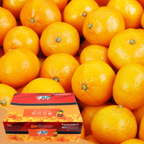 [농협공판장] 정성드린 제주 노지감귤 5kg(L-2L/37-46과내)