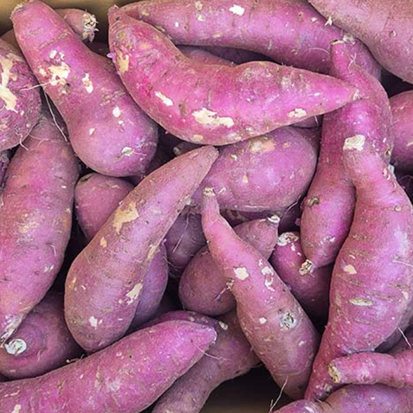 [★한정수량] [흙이음] 세척 꿀밤고구마 한입 3kg  /  5kg 택1