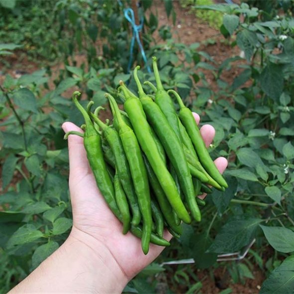 (최켓)청양고추 500g~5kg