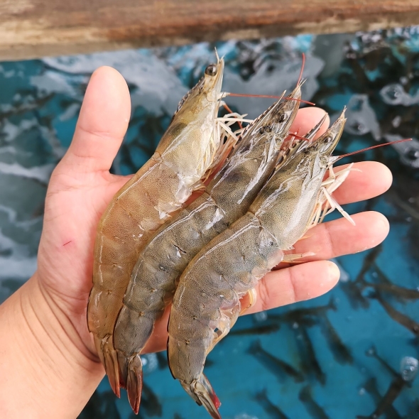 [산지직송] 국내산 활 흰다리새우 500g/1kg