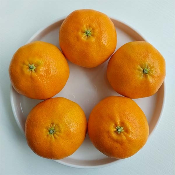 [신한카드 할인] [제주직송] 진하고 당도 높은 레드향