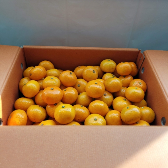 제주 햇 감귤 극조생 노지감귤 3kg/5kg/10kg