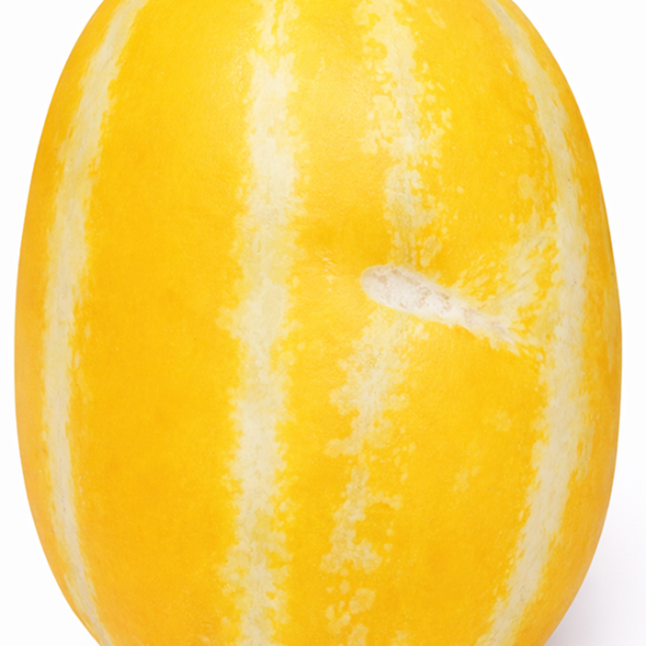 [과일] 과즙팡팡 수분가득 가정용 성주참외 1kg/2kg/3kg/5kg