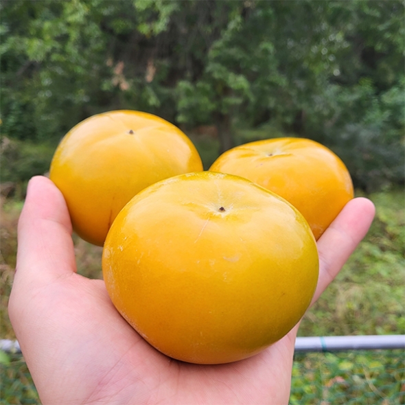 가을 햇 단감(산) 1kg/2kg/3kg 사이즈별