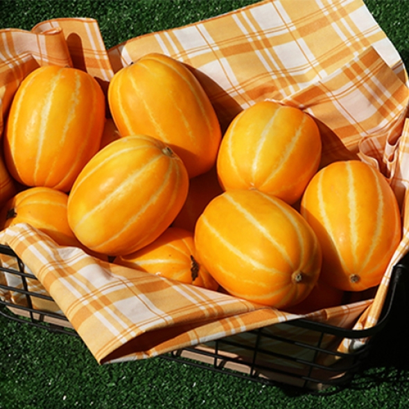 [오커디어] 꿀당도 성주 참외 1.5kg 2kg 2.5kg 3kg 4.5kg