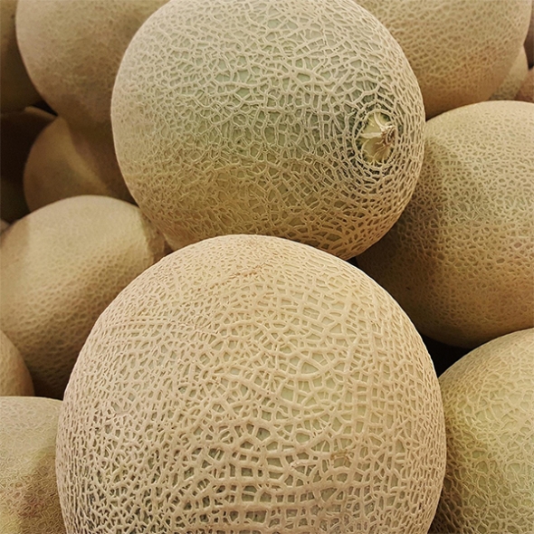 프리미엄 칸탈로프 메론(푸)