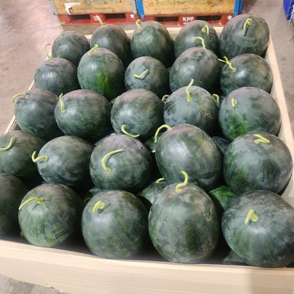 고당도 프리미엄 흑수박(푸)