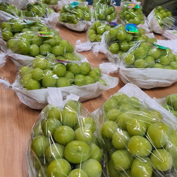 [만원의 행복] [샤인디어] 샤인 머스켓 실속형 프리미엄 500g 700g 1kg 2kg 가정용