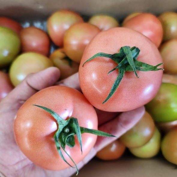 [만원의 행복] 산지직송 국내산 완숙 찰토마토  쥬스용 로얄과 대과 중과  2.5kg