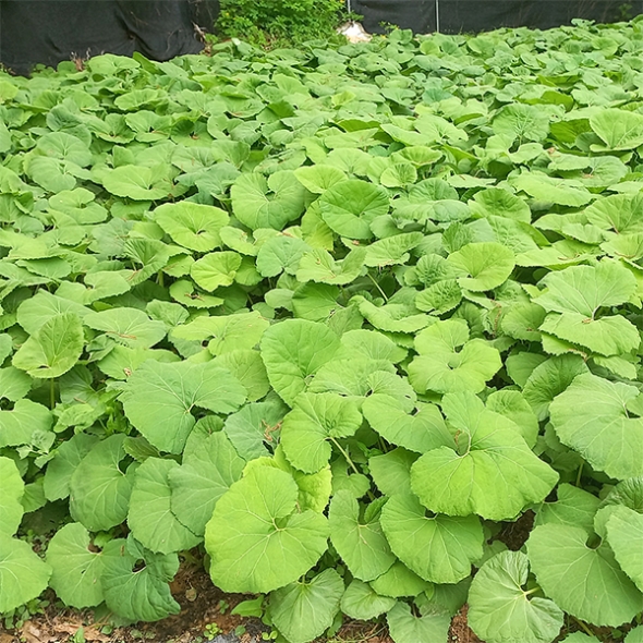 [보름데이] 제철  햇  곰취나물(푸)