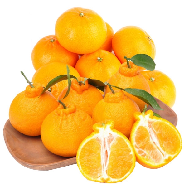 [제주향기] 탐나는 제주만감 2종묶음세트(한라봉3kg10-12과+천혜향3kg13-15과)