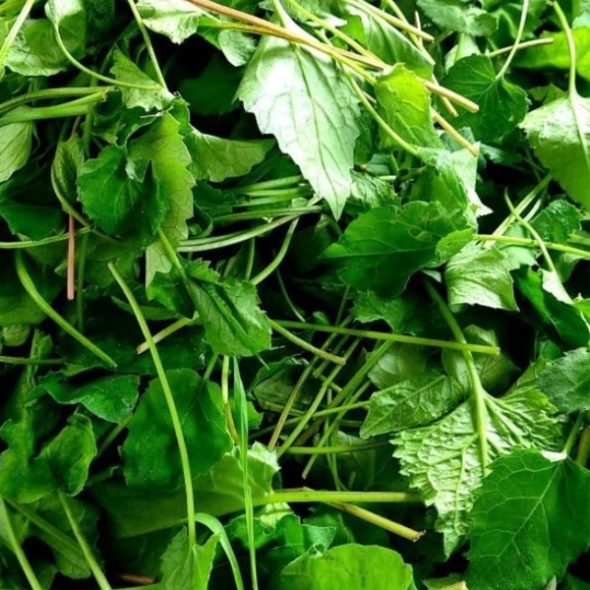  [농협] 한아름드린 제철미각 취나물 500g/1kg/2kg/3kg/4kg(특)