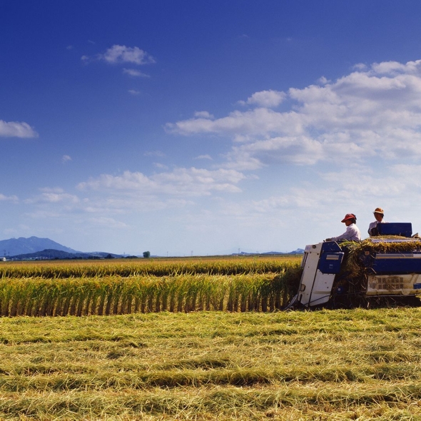 디자인농부 25년산 신동진 햅쌀  - 상등급 백미 10kg   