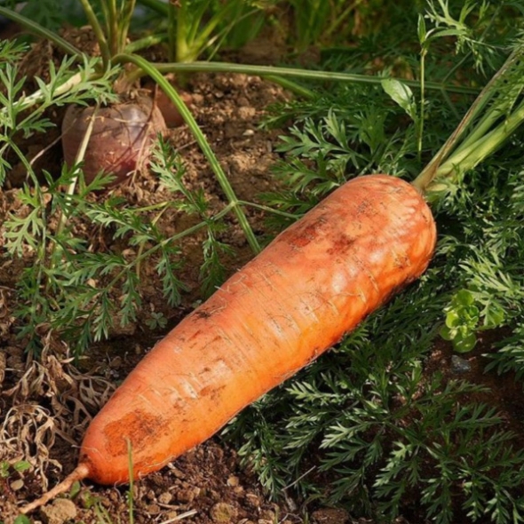 [농협] 한아름드린 흙당근 2kg/3kg/5kg/10kg(특)