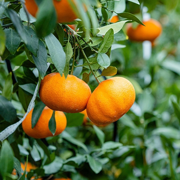 제주 서귀포 가정용 선물용 레드향 1.5kg 2kg 레드향선물세트