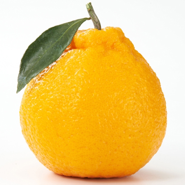 [제주햇살 담은] 제주 한라봉 [2kg-4kg] [무지박스]