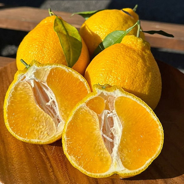 [특별할인] [흙이음] 제주 한라봉 가정용 중대과