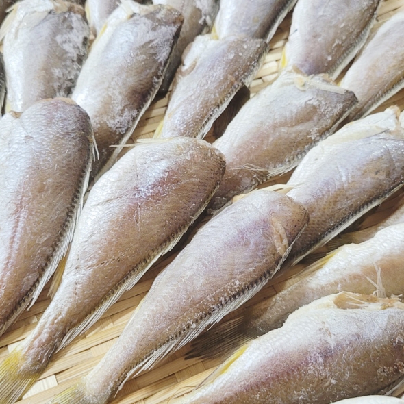 자연산 국산 반건조 두절 참조기 500g (17미 내외 / 손질 후 크기 15cm 내외) / 전남목포