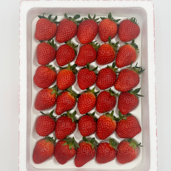 [오커캄스] 논산 설향 딸기