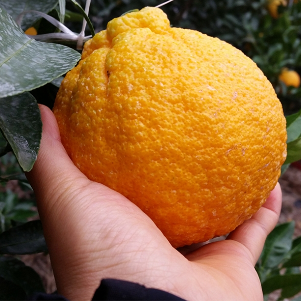 [오커캄스] 제주 한라봉 봉봉 한라봉 2kg 3kg 5kg