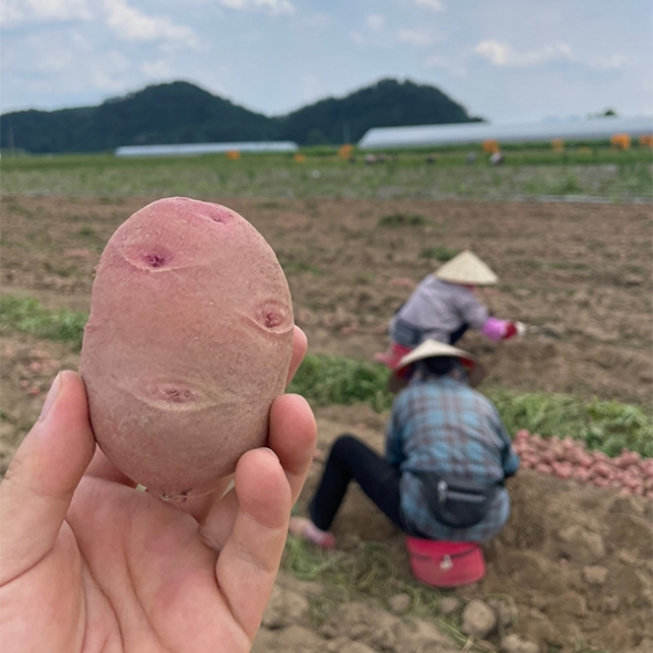 [신한카드 할인] 땅속에 사과 국내산 홍감자