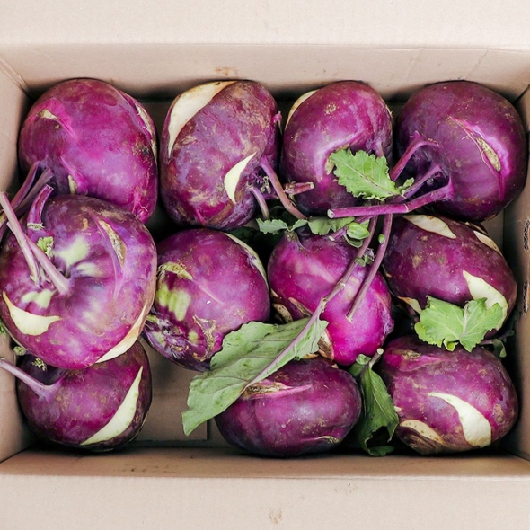 [백억] 아삭 달큰 제주 햇 콜라비