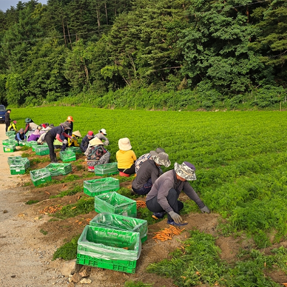 [만원의 행복] [당근최고] 앙증 스낵 당근 500g ~ 3kg 사이즈 혼합