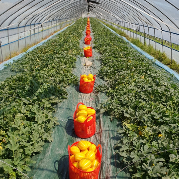 [오커최고] 성주 꿀당도 참외 맛있는 실속형 1kg 2kg