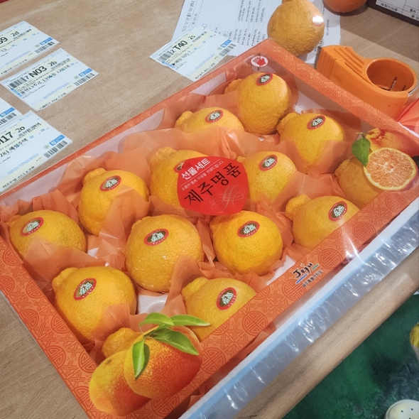 [선물용] 프리미엄 고당도 한라봉(푸)