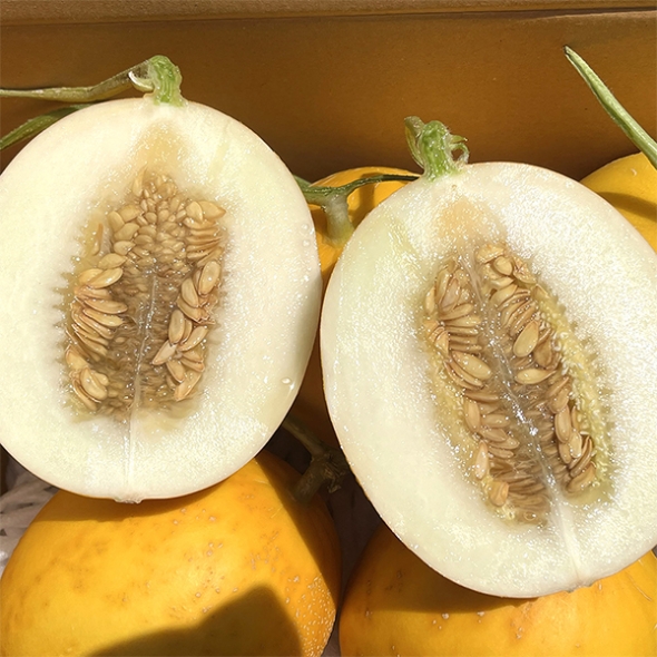 경북 고령 양구 메론(푸)