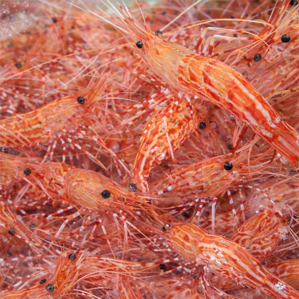 [보름데이] 동해안  독도새우(푸)