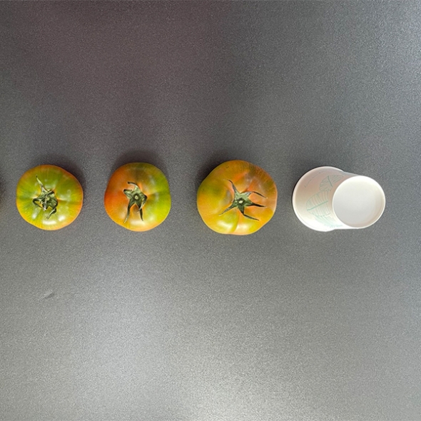 [보름데이] 미네랄 함유량이 많은 대저 토마토