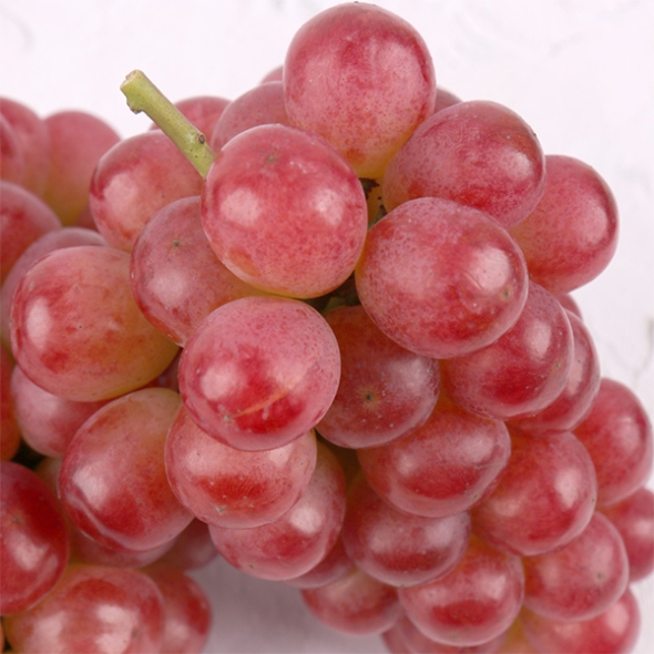 (최켓) 써니돌체 500g~2kg