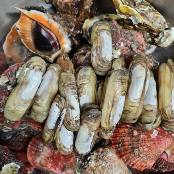 홍지수산 남해안 대표 맛조개 가리맛  1kg 