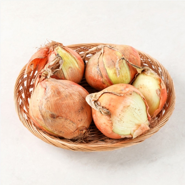 [부엌애] 25년 햇양파 부안 해풍양파 못난이양파 5kg/10kg