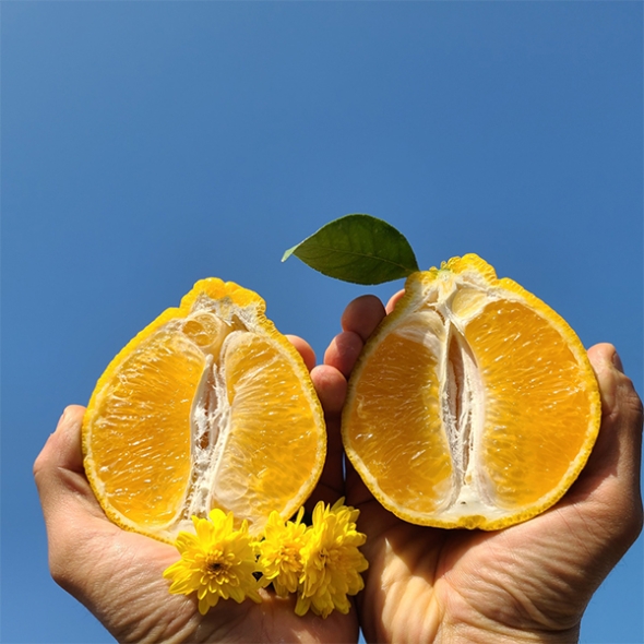 [오커캄스] 제주 한라봉 봉봉 한라봉 2kg 3kg 5kg