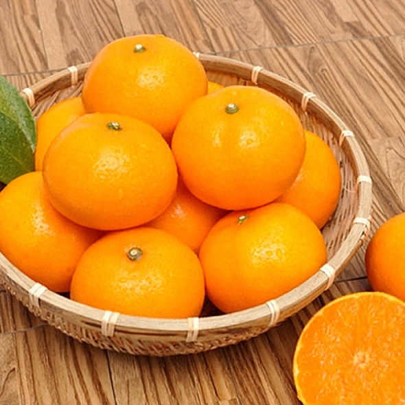 [명절특선] [농협] 한아름드린 제주 만감(한라봉/천혜향/레드향) 상품전