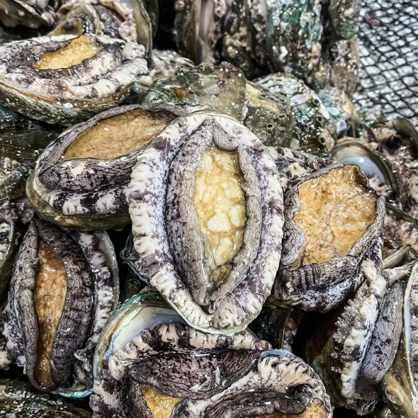 [전복브팜] 완도 활전복 당일 채취 해수 산소포장 가정용 1kg