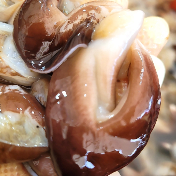 [신한카드 할인] 신선함을 그대로 여수 새조개(푸)