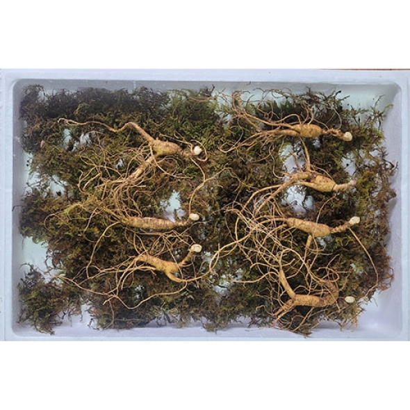 [보름데이] 이석철농가 11년근이상 산양 산삼 5뿌리