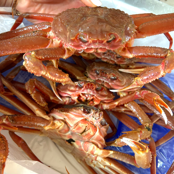 구룡포 활 연안대게 국산대게 3~5미 생물배송or찜배송 선택