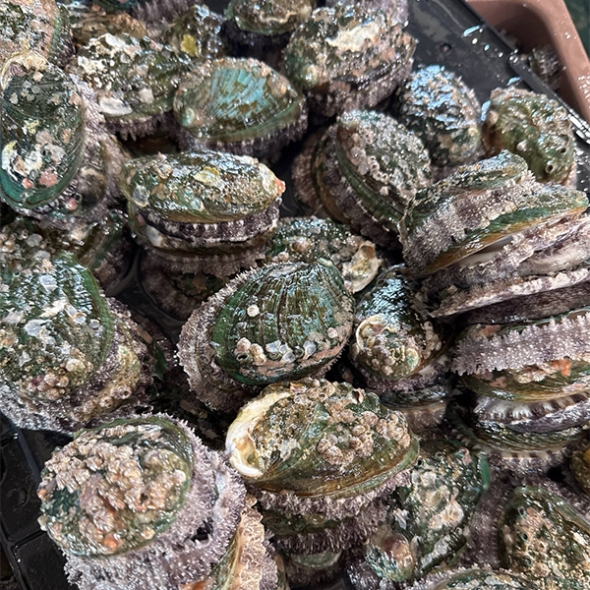 [보름데이] 자연이 선사하는 풍부한 영양  완도산 활 전복