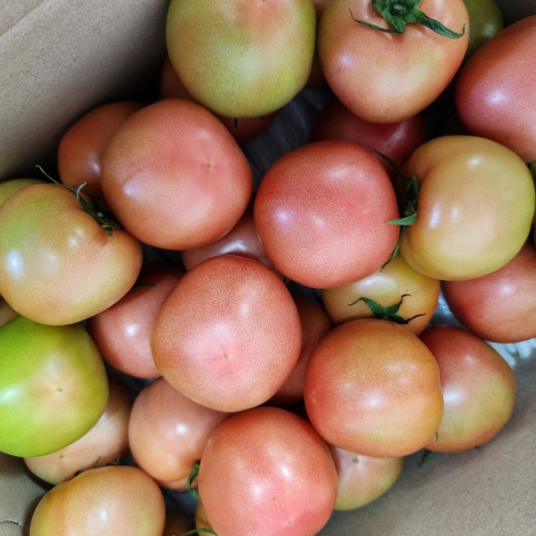 [만원의 행복] 산지직송 국내산 완숙 찰토마토  쥬스용 로얄과 대과 중과  2.5kg