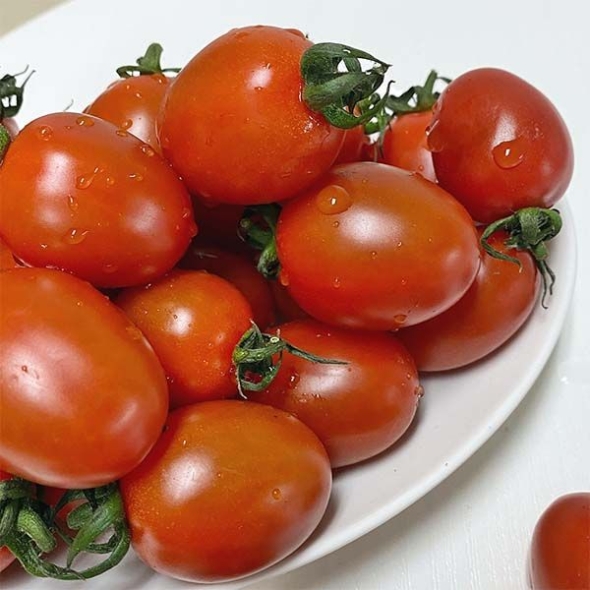 [신한카드 할인] 대추 방울토마토